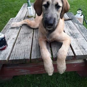 Meet your Posher, Cody